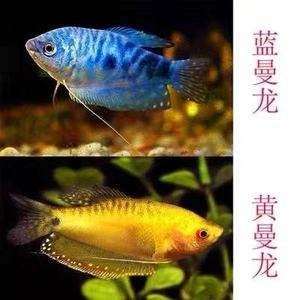 藍(lán)曼龍魚為什么很少人養(yǎng)(12種最適合懶人養(yǎng)的觀賞魚) 孵化器 第2張