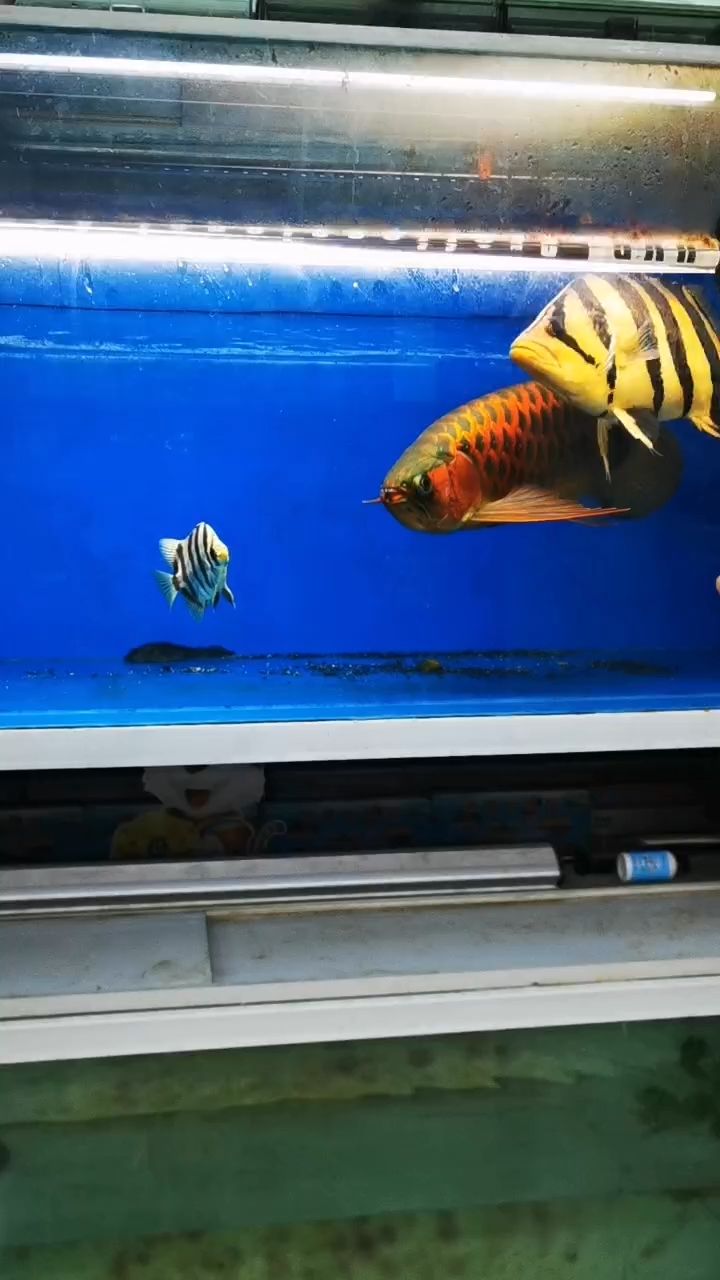 紅龍魚  虎魚 觀賞魚論壇