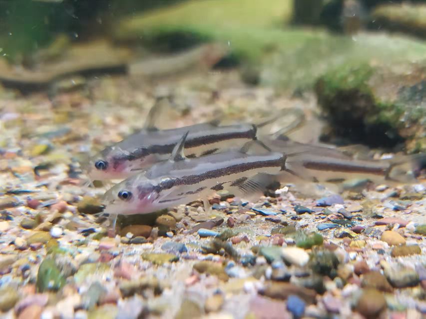 海南原生魚(yú) 觀賞魚(yú)論壇 第3張