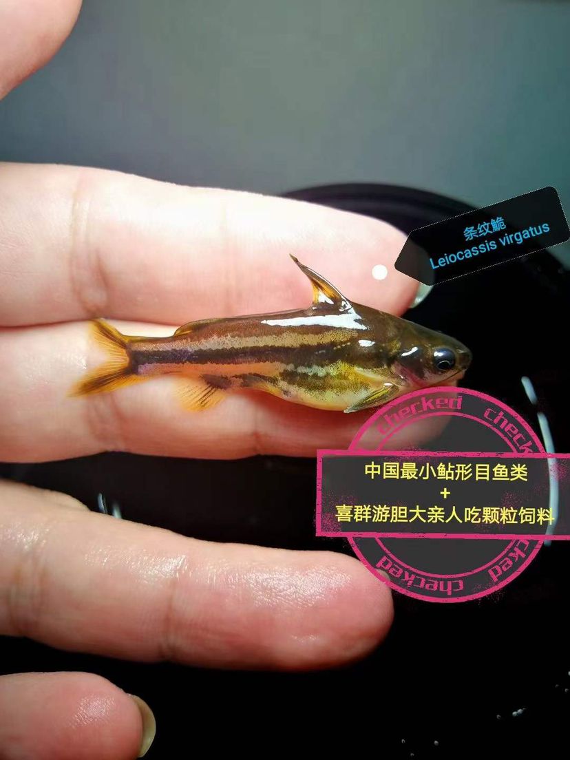 海南原生魚(yú) 觀賞魚(yú)論壇 第5張