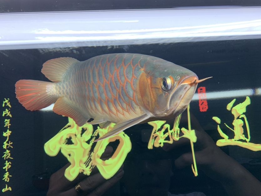 小胖豬紅龍 觀賞魚論壇 第2張