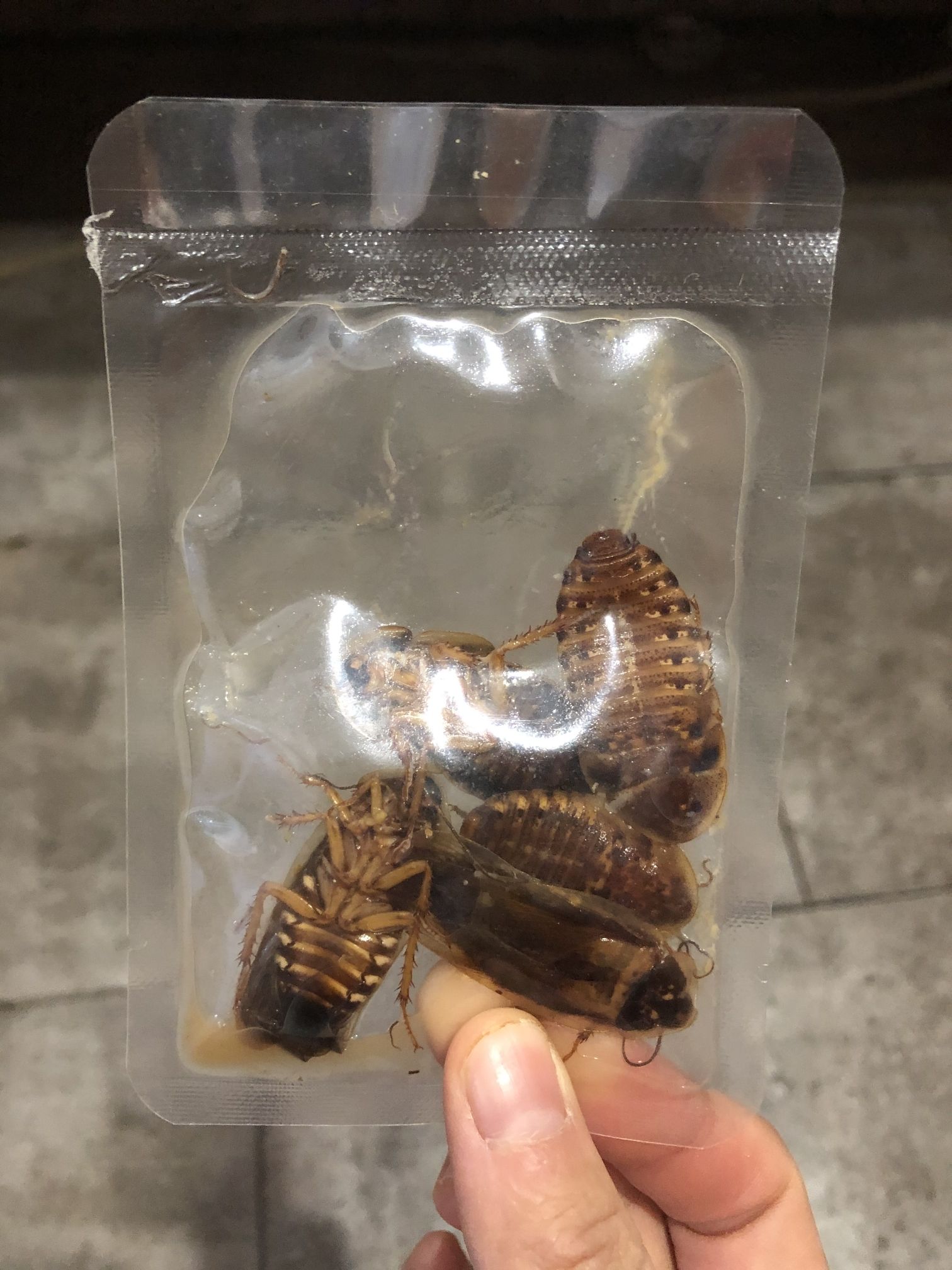 缺德店家買的蟑螂全部臭了包裝通通漏氣 全國水族館企業(yè)名錄 第5張