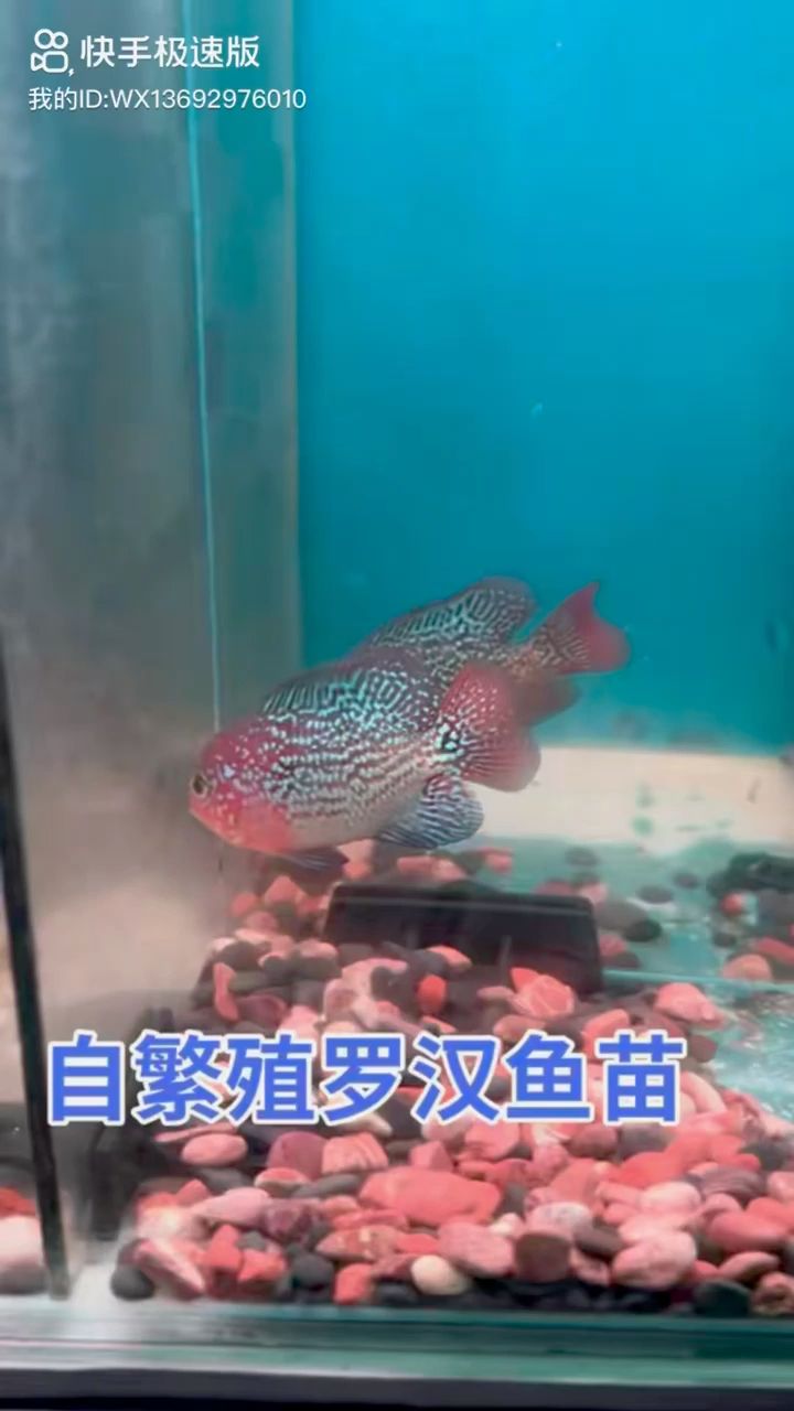 古典幻彩羅漢魚(yú)苗 觀賞魚(yú)論壇