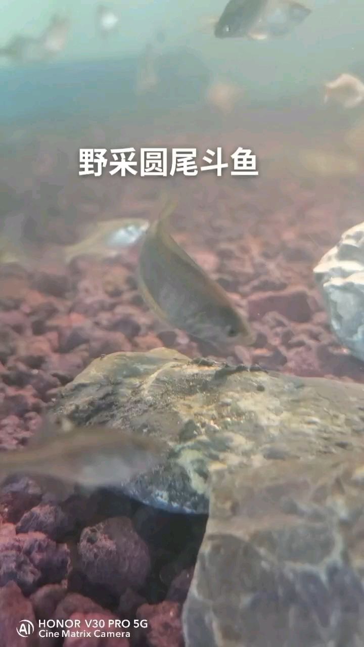 國(guó)產(chǎn)斗魚(yú) 觀賞魚(yú)論壇