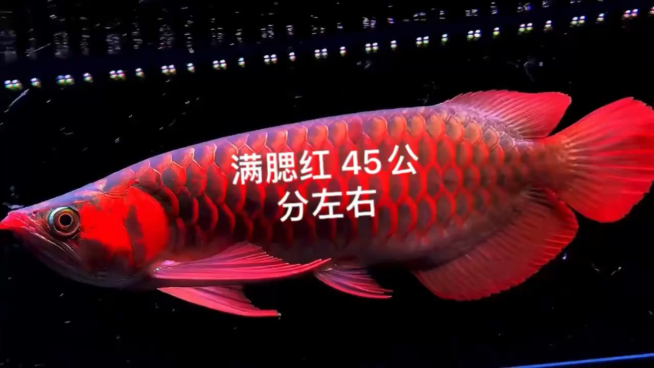 紅龍！ 觀賞魚論壇