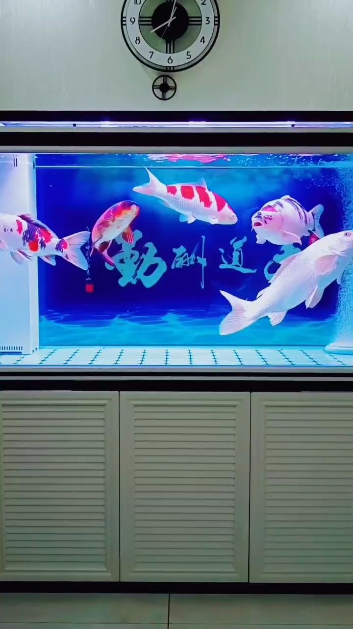 花鳥魚 觀賞魚論壇