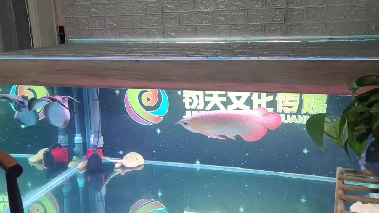 出酒紅眼魟魚！ 觀賞魚論壇