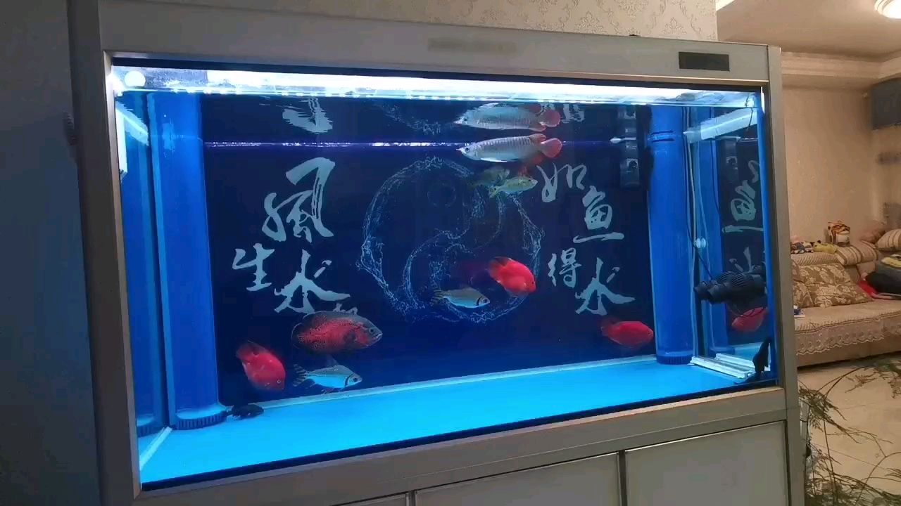 保持身材 觀賞魚論壇