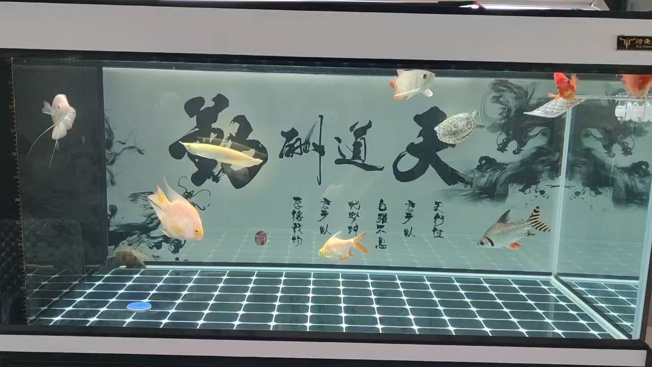 小紅龍到家兩周記錄一下 觀賞魚(yú)論壇