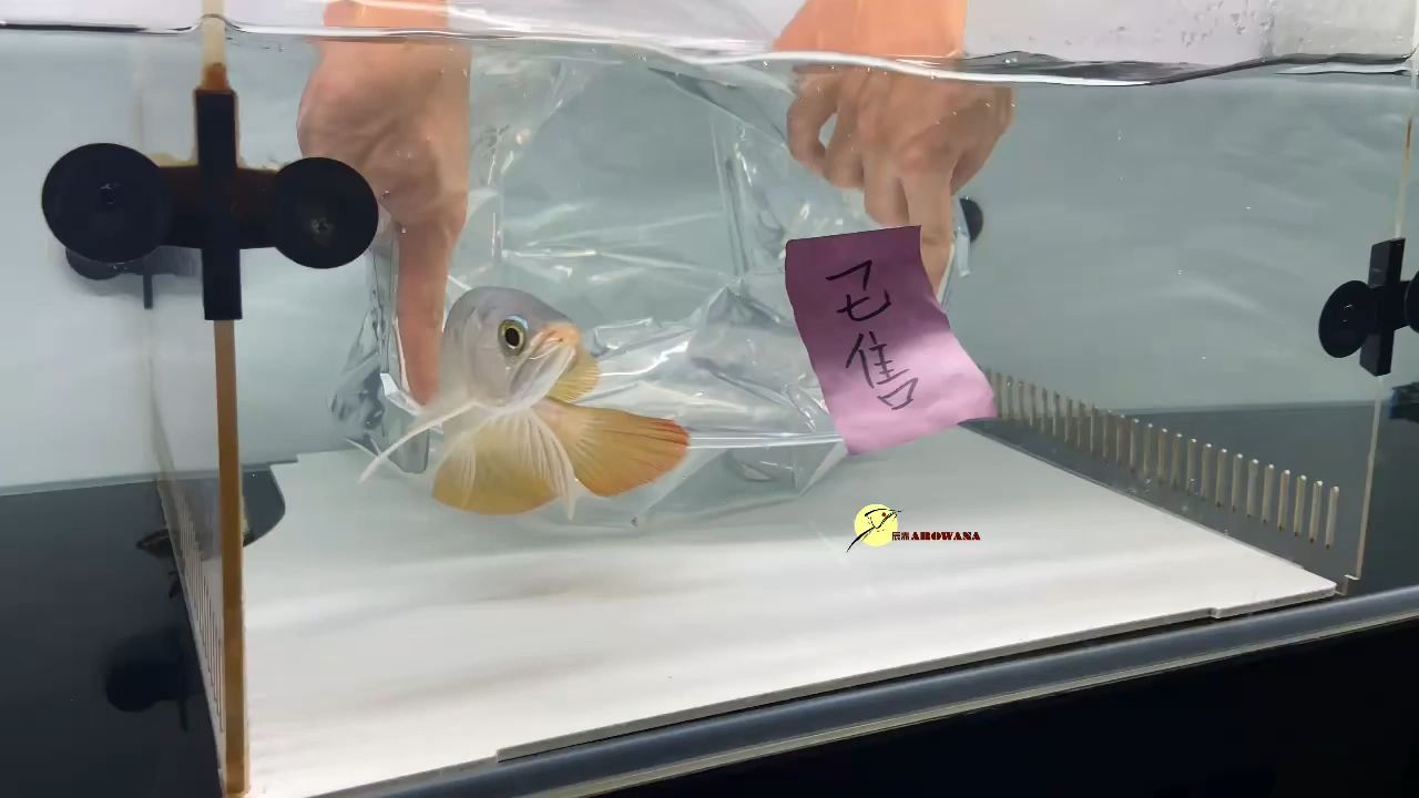 揭陽魚缸定制哪家好點呢電話（揭陽魚缸定制哪家好點呢電話多少） 黃金斑馬魚