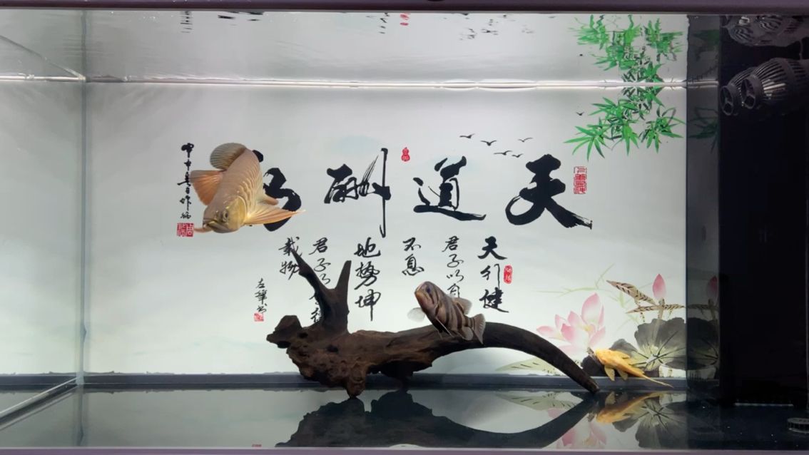 珠鱗還能亮嗎？虎魚還能明嗎？[liulei] 觀賞魚論壇