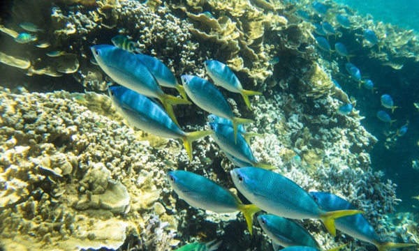 三亞賣觀賞魚的地方叫什么名稱(三亞賣觀賞魚的地方叫什么名稱來(lái)著) 孵化器 第1張