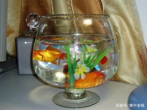 養(yǎng)魚魚缸里需要具備哪些東西(養(yǎng)魚魚缸里需要具備哪些東西和技術(shù)) 孵化器 第1張