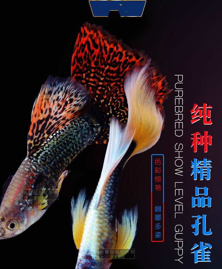 熱帶魚(yú)孔雀魚(yú)多久繁殖一次(熱帶魚(yú)孔雀魚(yú)多久繁殖一次是產(chǎn)卵還是生小魚(yú)) 孵化器 第1張