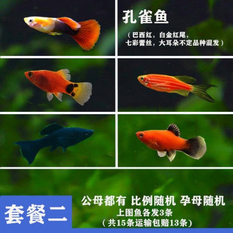 熱帶魚(yú)孔雀魚(yú)多久繁殖一次(熱帶魚(yú)孔雀魚(yú)多久繁殖一次是產(chǎn)卵還是生小魚(yú)) 孵化器 第2張