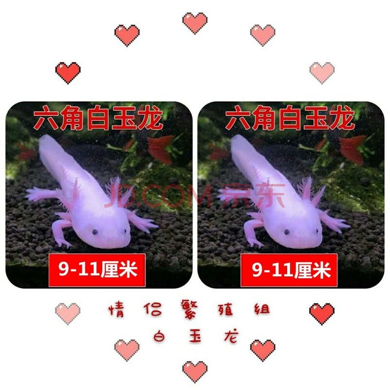 六角龍魚魚缸放多少水(六角龍魚魚缸里放多少水) 孵化器 第1張