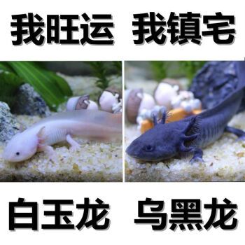 六角龍魚魚缸放多少水(六角龍魚魚缸里放多少水) 孵化器 第2張