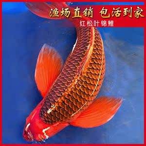 大型紅色觀賞魚(yú)有哪些種類(lèi)的(大型紅色觀賞魚(yú)有哪些種類(lèi)的圖片) 孵化器 第2張