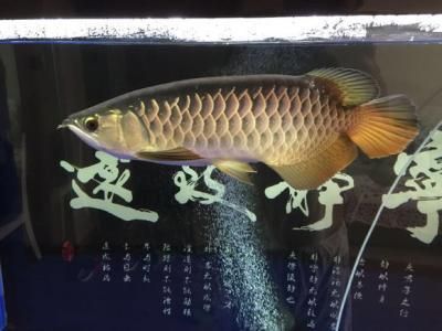 古典金龍魚(yú)的飼養(yǎng) 龍魚(yú)百科