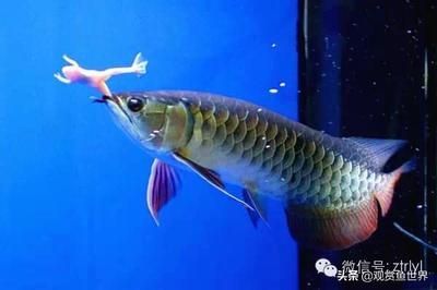 觀賞龍魚有幾種 龍魚百科