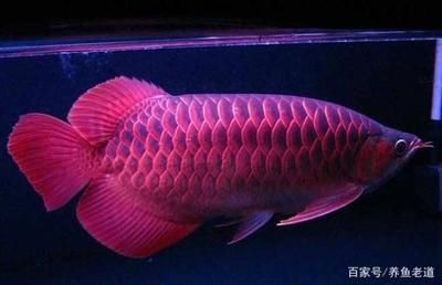 觀賞金龍魚(yú)好吃嗎怎么養(yǎng)殖好 龍魚(yú)百科