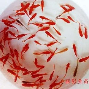 紅龍吃什么魚苗好 龍魚百科