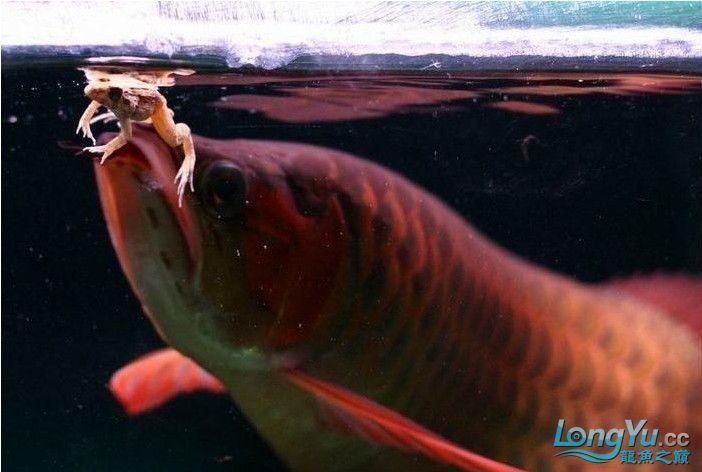 紅龍魚怎么喂食的