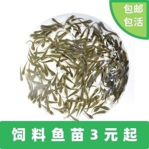 金龍魚(yú)吃小活魚(yú)