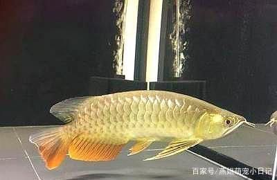 龍魚常見的病