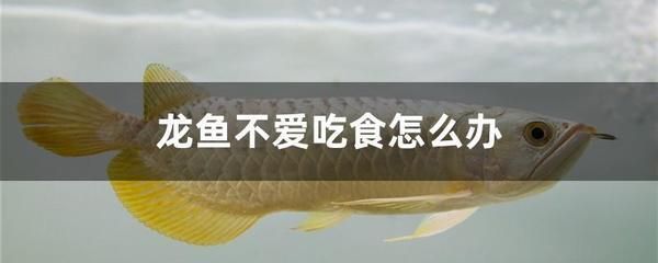 龍魚不愛吃食什么原因造成的怎么辦 龍魚百科