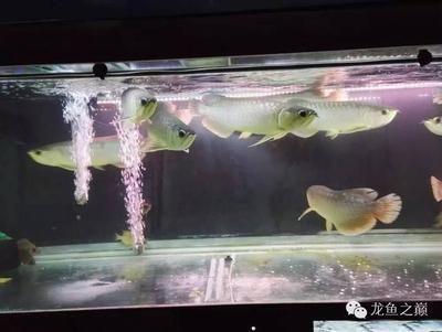 觀賞魚龍魚多少錢一條