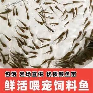 龍魚(yú)吃飼料魚(yú)嗎