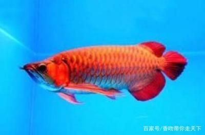 紅色金龍魚寓意什么含義呢 龍魚百科