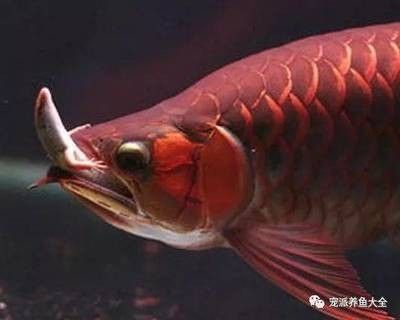 龍魚都吃什么食物