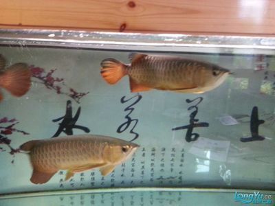 金龍魚能跟什么魚混養(yǎng)