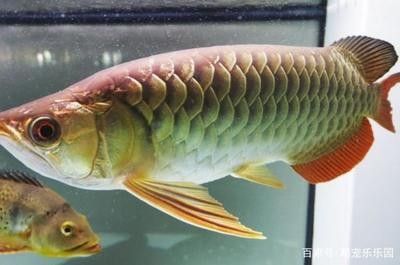 龍魚對(duì)溫度的要求是什么 龍魚百科