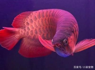 龍魚背景用什么顏色好看 龍魚百科