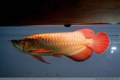 龍魚(yú)的體型 龍魚(yú)百科