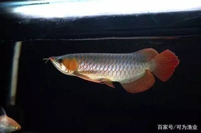 龍魚掉眼什么樣的好一點呢