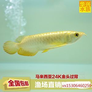 金龍魚長30cm價格