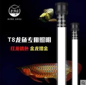 龍魚燈開多久合適 龍魚百科