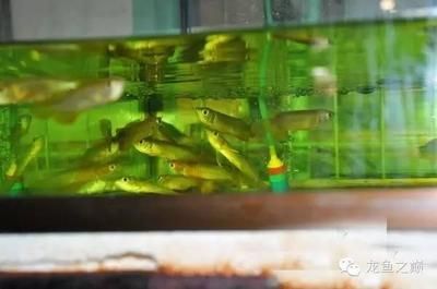 金龍魚是哪里產(chǎn)的 龍魚百科