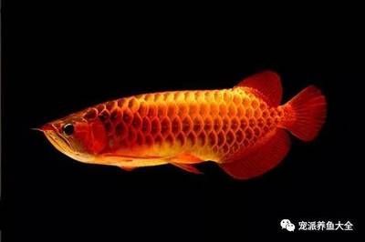 龍魚(yú)的功效和作用是什么 龍魚(yú)百科