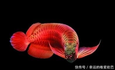 龍魚的形狀像 龍魚百科