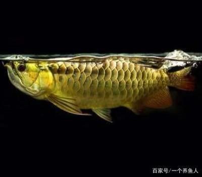 60厘米金龍魚 龍魚百科