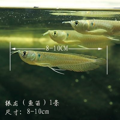 10cm銀龍魚需要多大魚缸