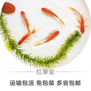 可以把飼料魚和龍魚養(yǎng)一起嗎