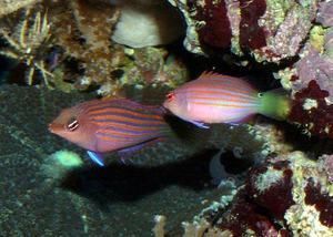 海水魚紅龍跟黃龍打架嗎