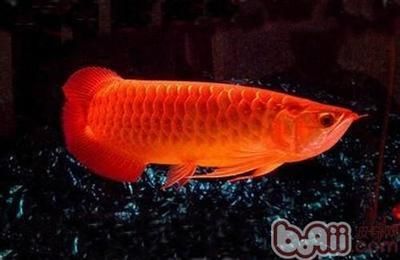 紅色的金龍魚(yú)價(jià)格是多少 龍魚(yú)百科