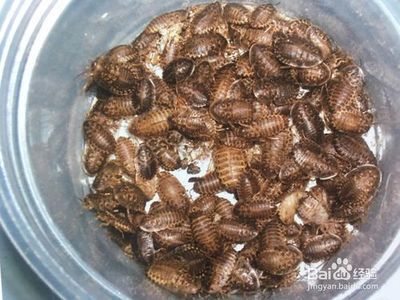 給龍魚喂食飼料的作用和功效 龍魚百科